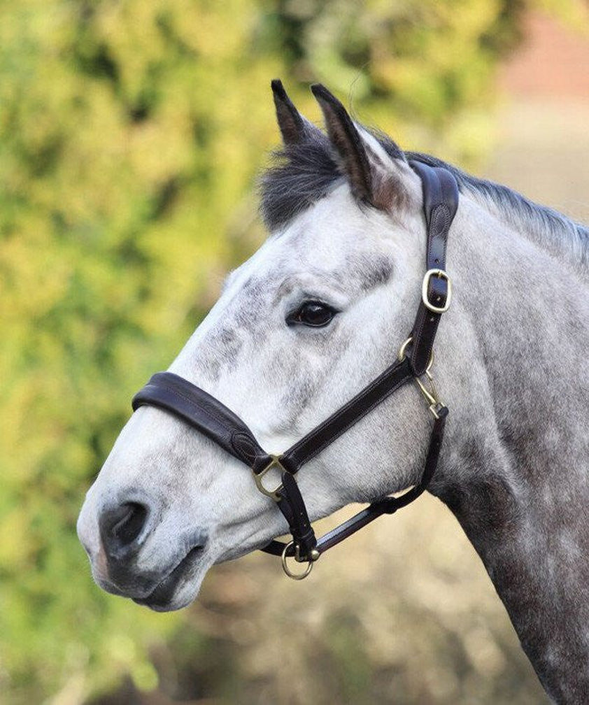 Black Blenheim Deluxe Headcollar