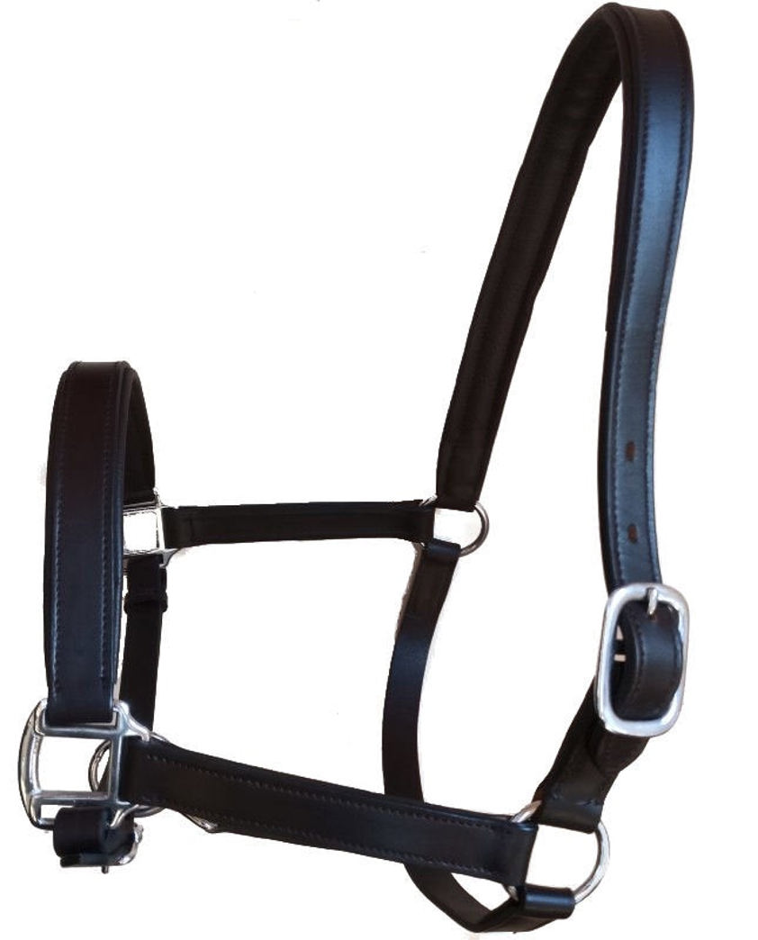 Havana Buxton Economy Padded Leather Headcollar