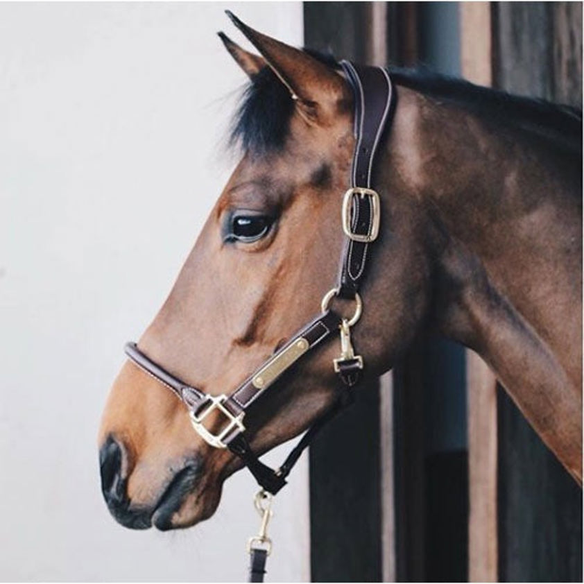 Black Kentucky Anatomical Headcollar