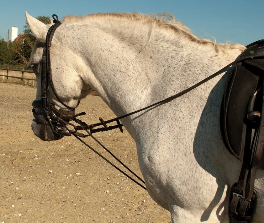 Black Rhinegold Training Reins