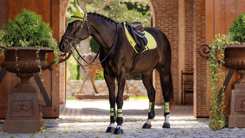 Navy/Cranberry LeMieux Close Contact Suede Saddlecloth