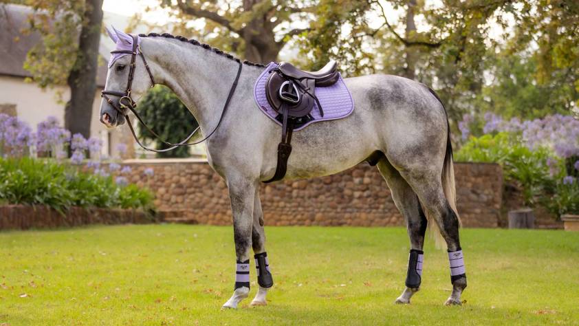 Navy/Cranberry LeMieux Close Contact Suede Saddlecloth