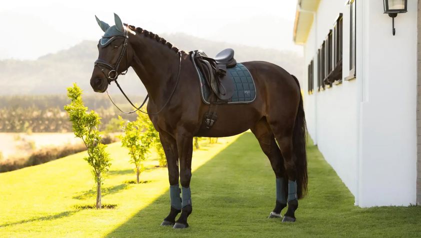 Jungle LeMieux Dressage Loire Satin Saddlecloth