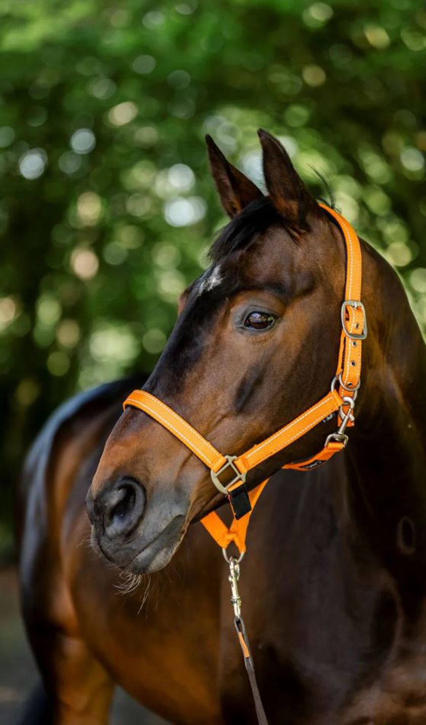 Orange/Relfective Cameo Fieldsafe Headcollar