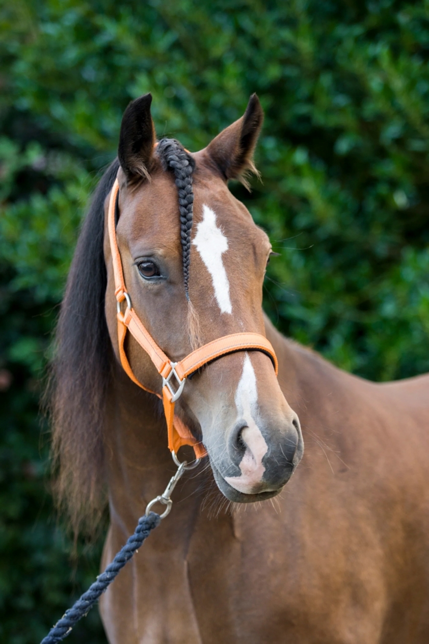 Orange/Relfective Cameo Fieldsafe Headcollar