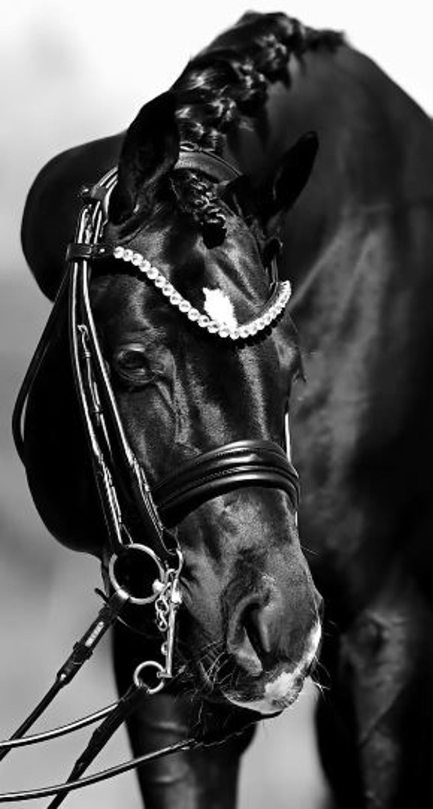 Black Acavallo Dressage Double Bridle With Stones
