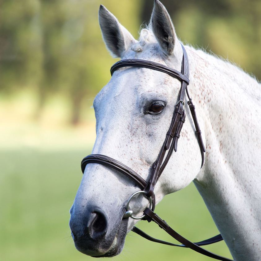 Oak Avignon Raised Cavesson Bridle