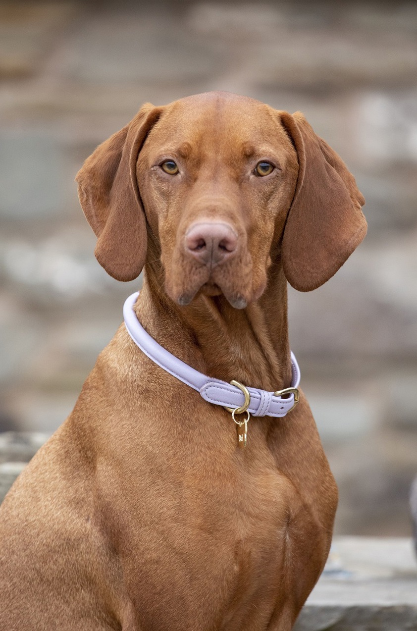 Lilac Rolled Leather Dog Collar