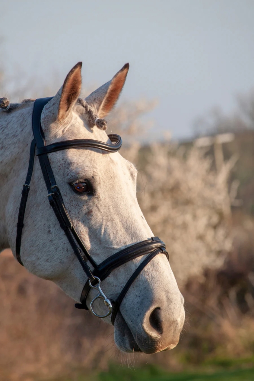 Black Henry James Comfort Flash Bridle With Flexure Curve Headpiece