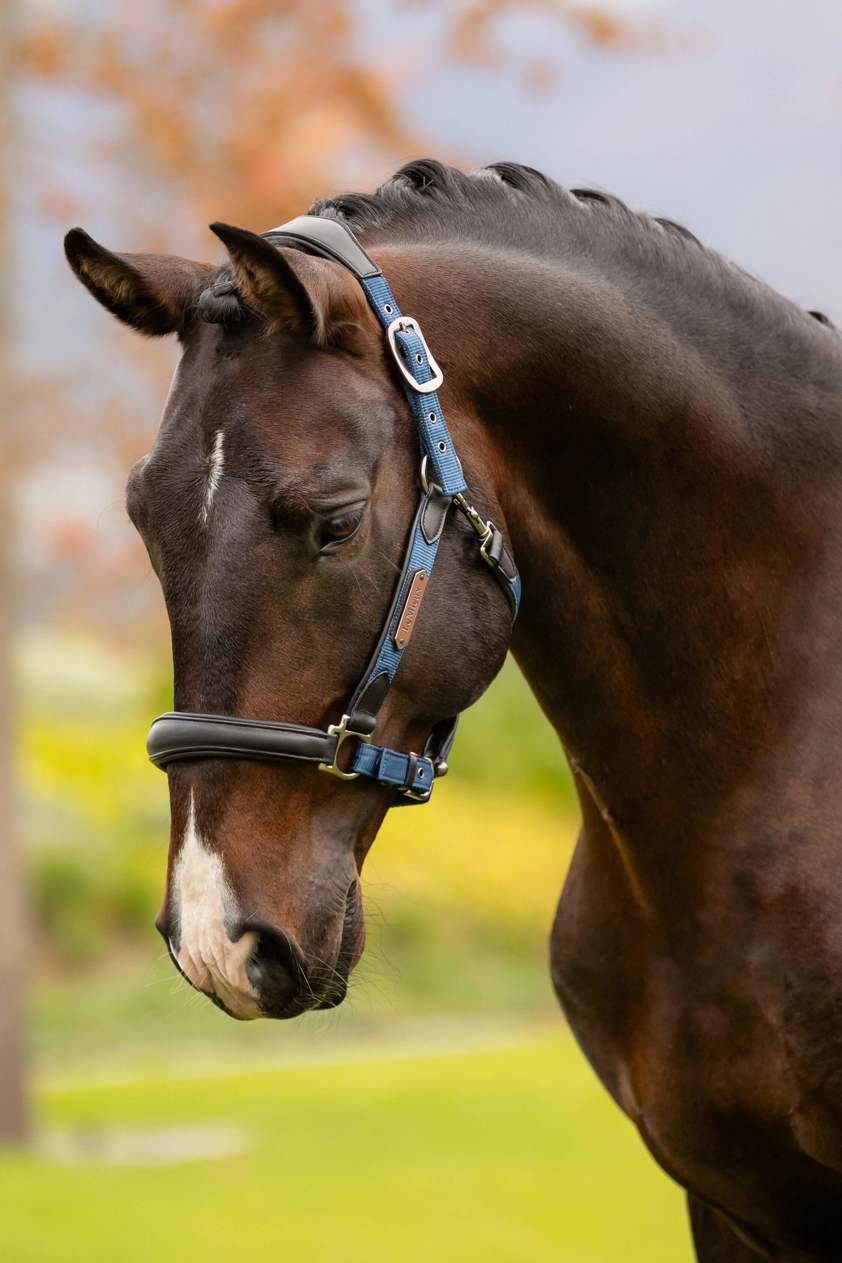 Atlantic LeMieux Capella Headcollar