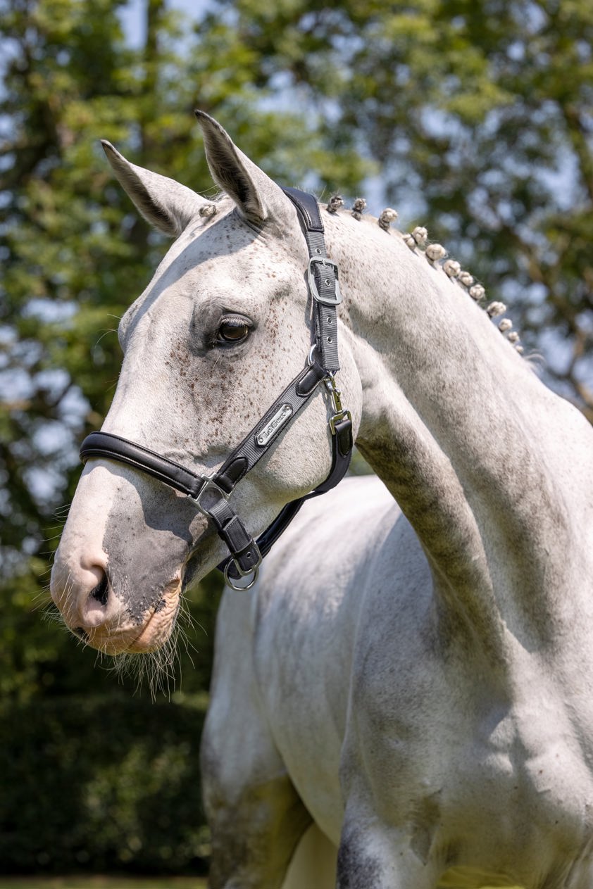 Grey LeMieux Capella Headcollar