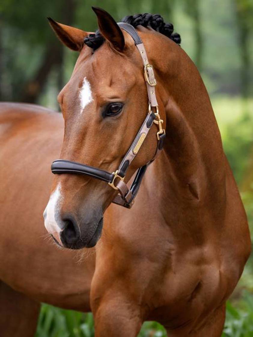 Mink LeMieux Capella Headcollar