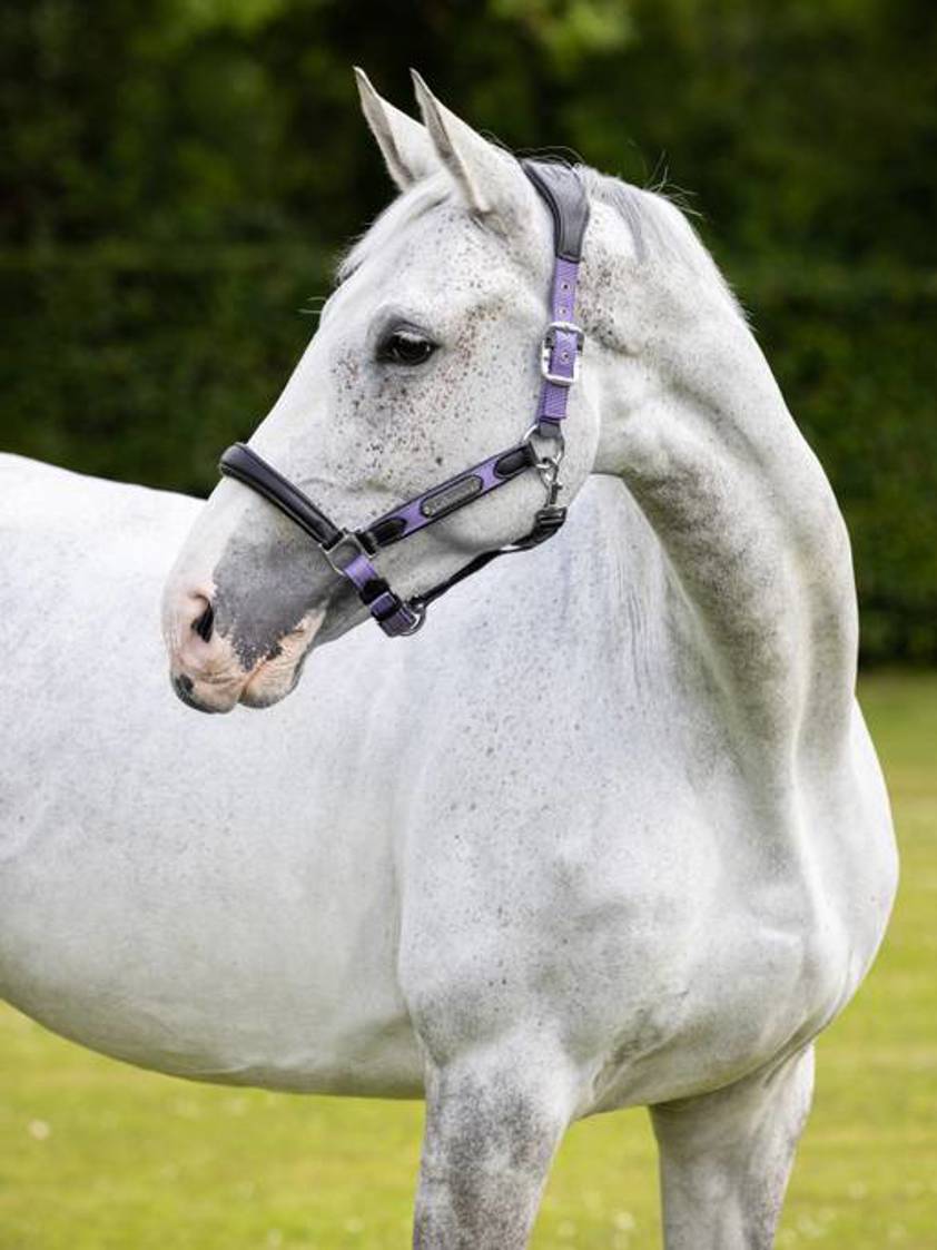 Iris LeMieux Capella Headcollar