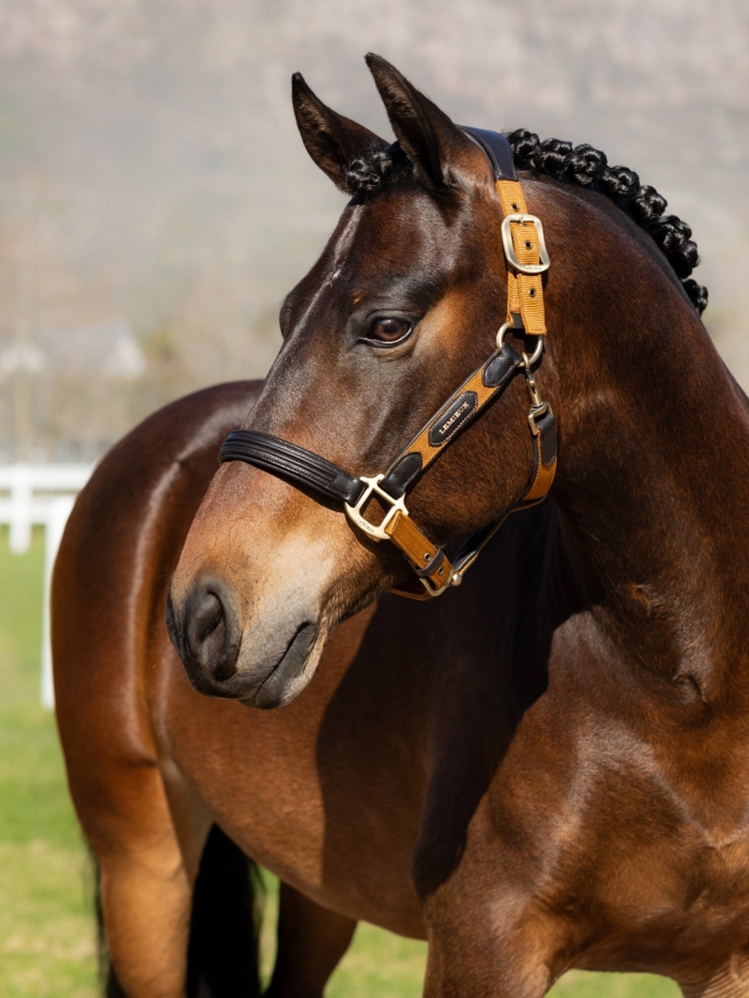 Ginger LeMieux Capella Headcollar