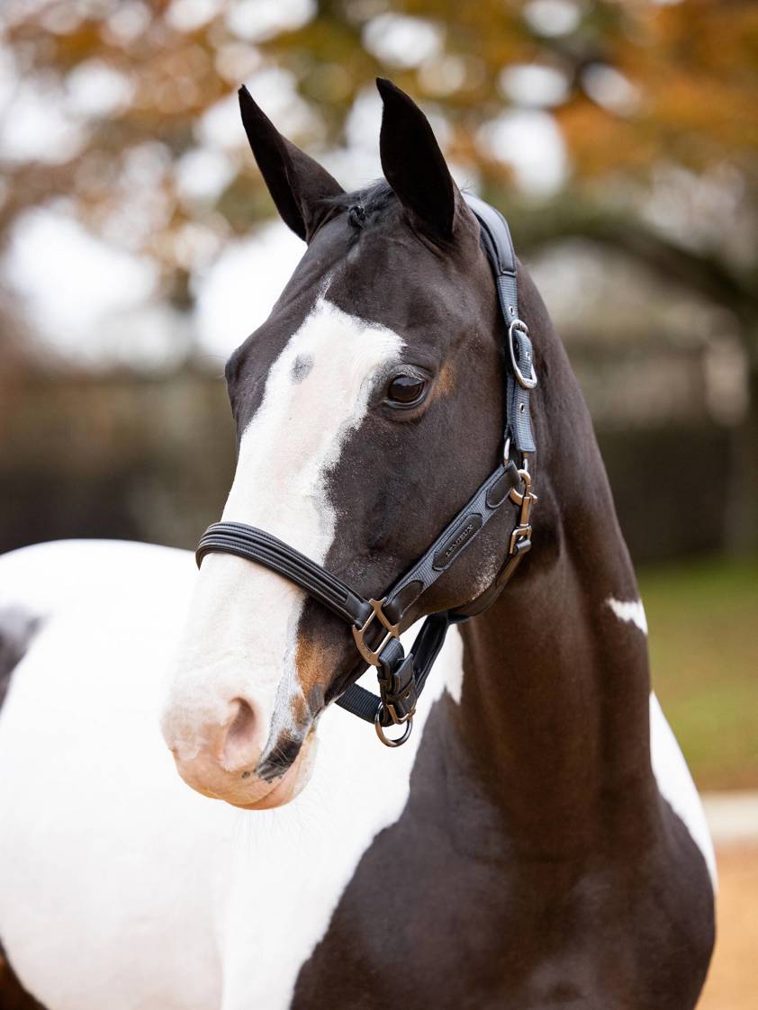 Petrol LeMieux Capella Headcollar