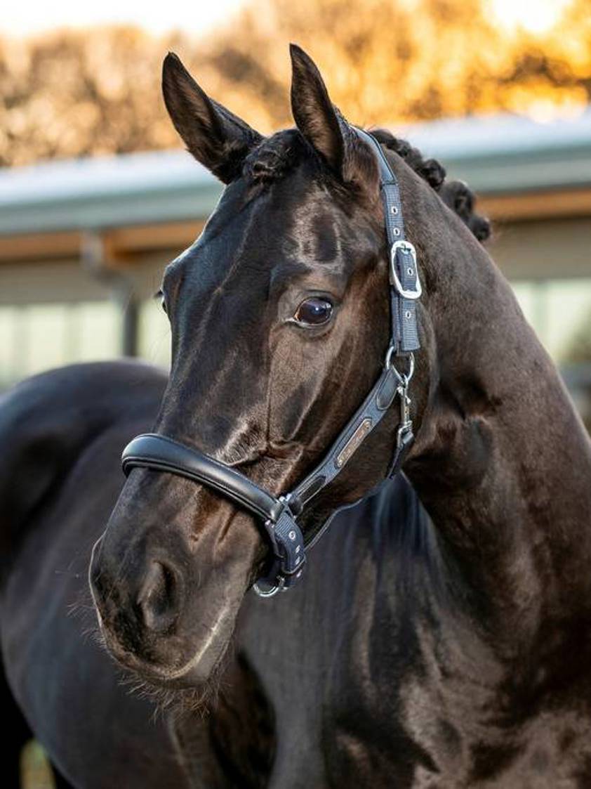 Jay Blue LeMieux Capella Headcollar