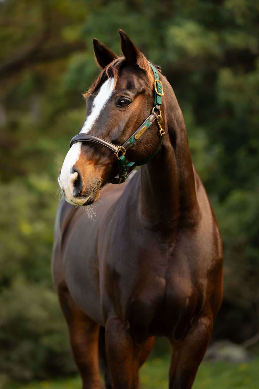 Spruce LeMieux Capella Headcollar