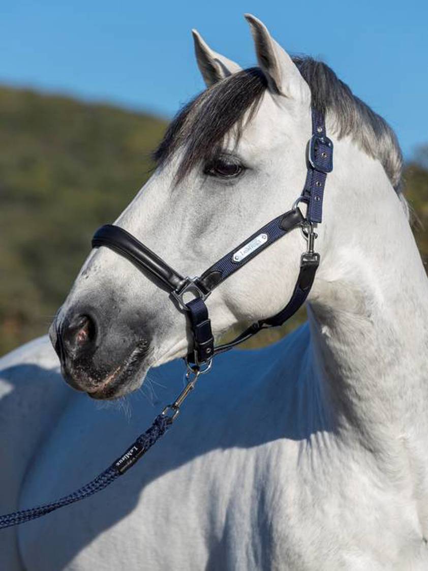 Navy LeMieux Capella Headcollar