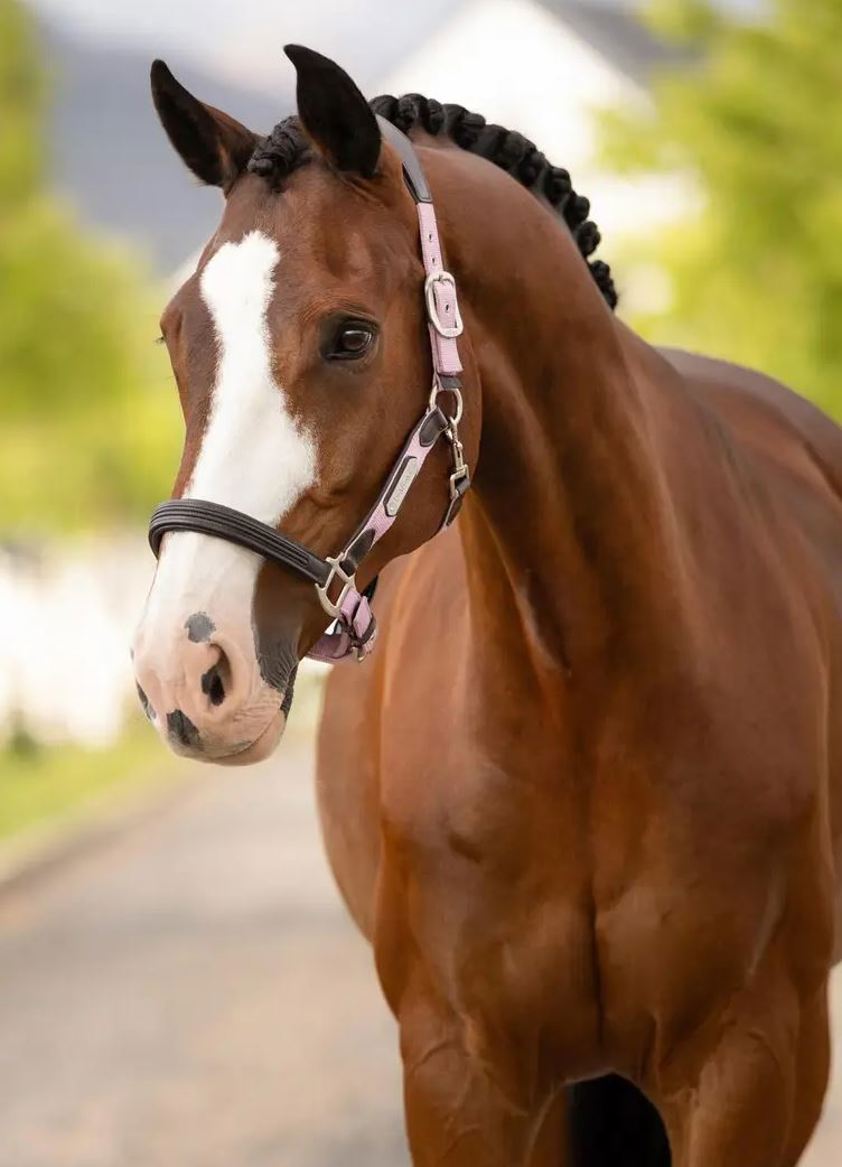 Fondant LeMieux Capella Headcollar