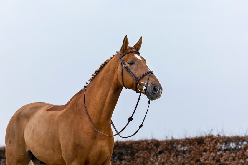 Brown/Silver Trust Knokke Flash Noseband Bridle