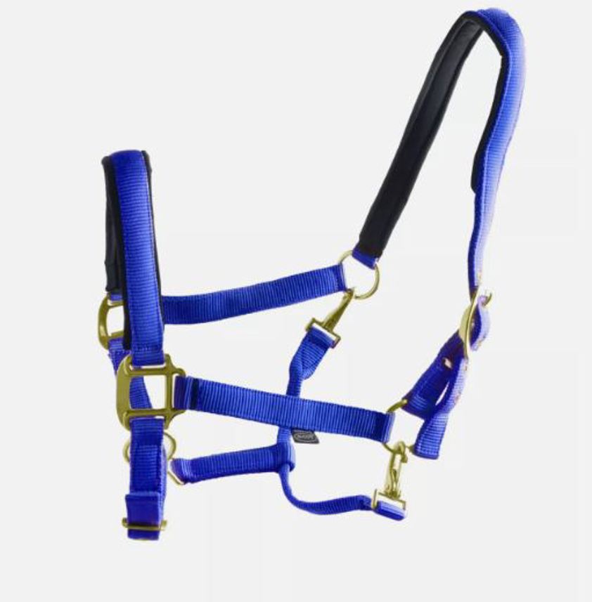 Royal Blue Ascot Nylon Headcollar