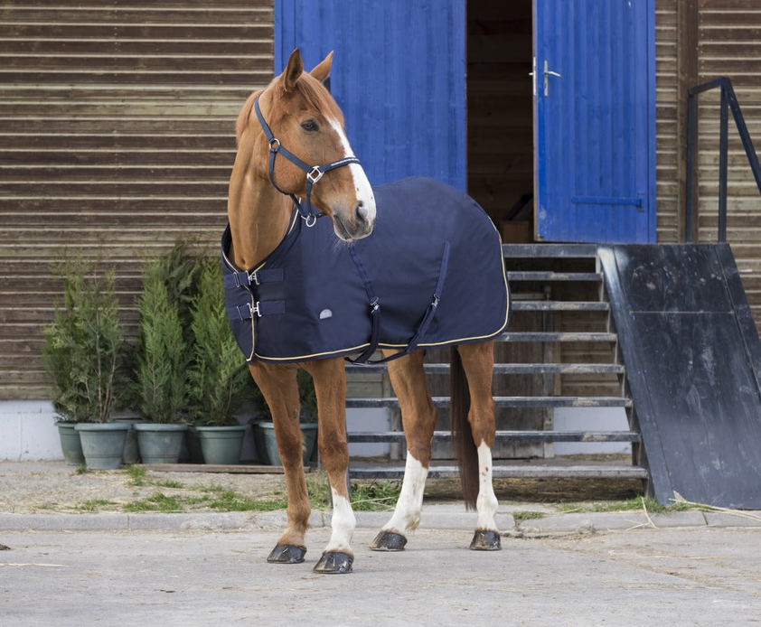 Navy/Gold Equi-Theme Chic Summer Sheet