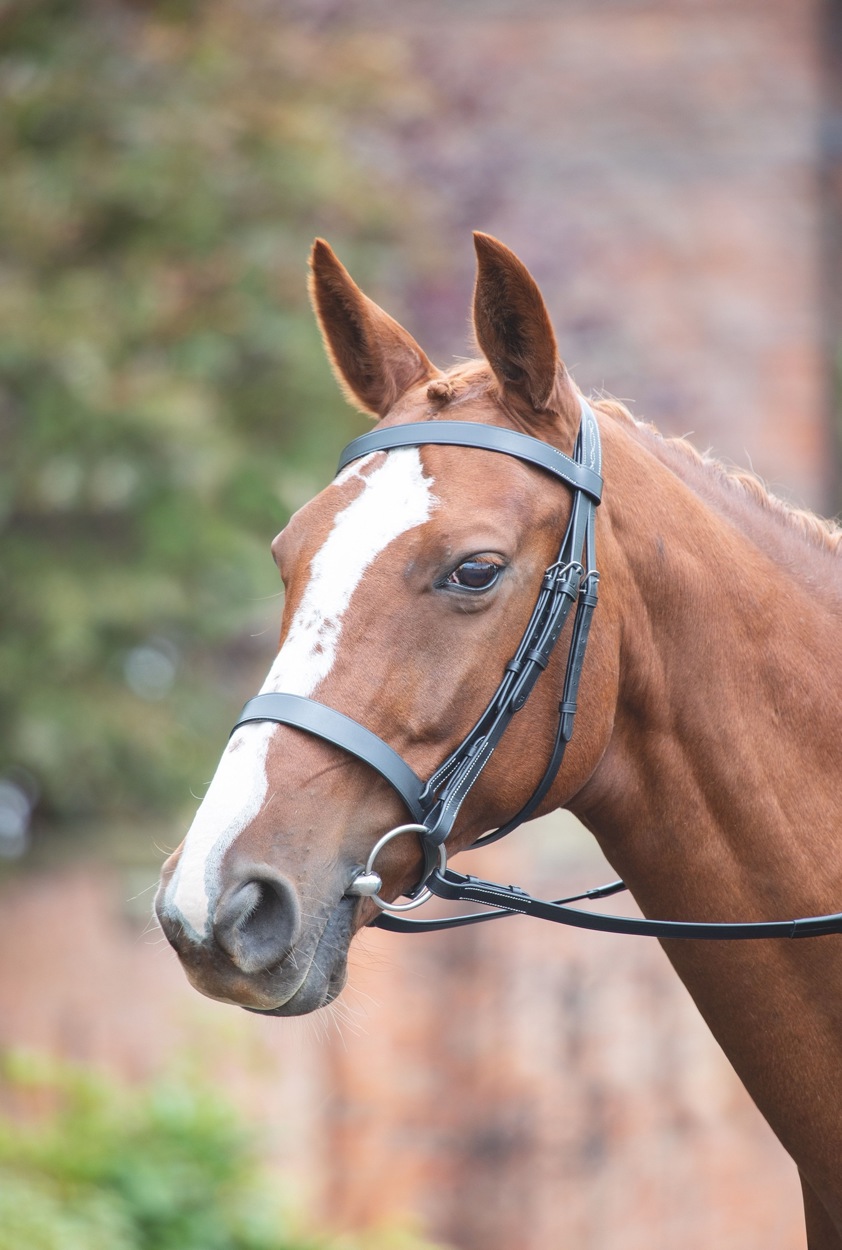 Black Avignon Hunter Cavesson Bridle