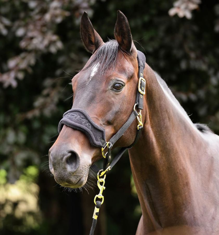 Black ARMA Fleece Headcollar & Lead Rope
