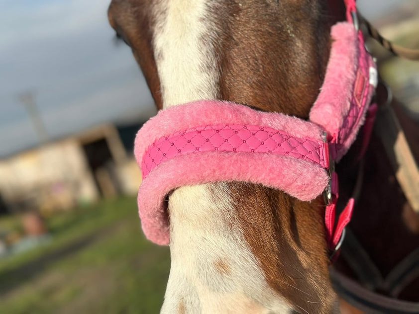 Pink Star Headcollar