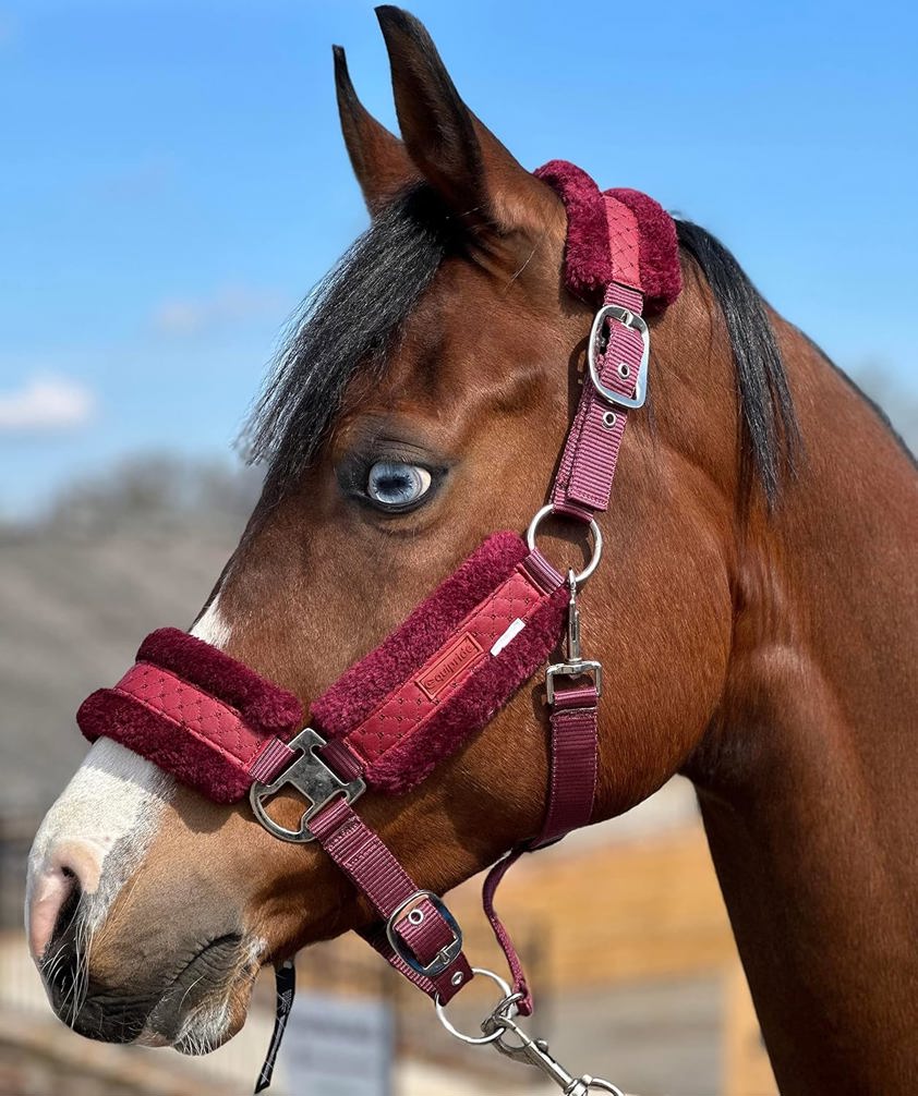 Burgundy Star Headcollar