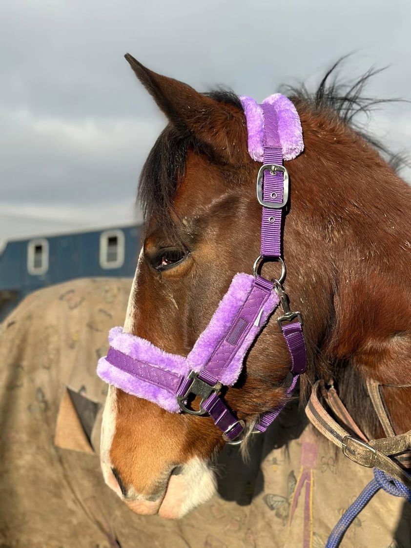 Purple Star Headcollar