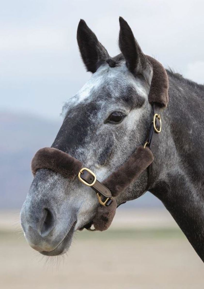 Brown Performance Supafleece Halter Fleeces