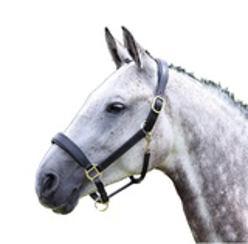 Black Blenheim Leather Travel Headcollar