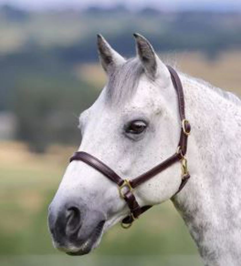 Havana Blenheim Leather Travel Headcollar