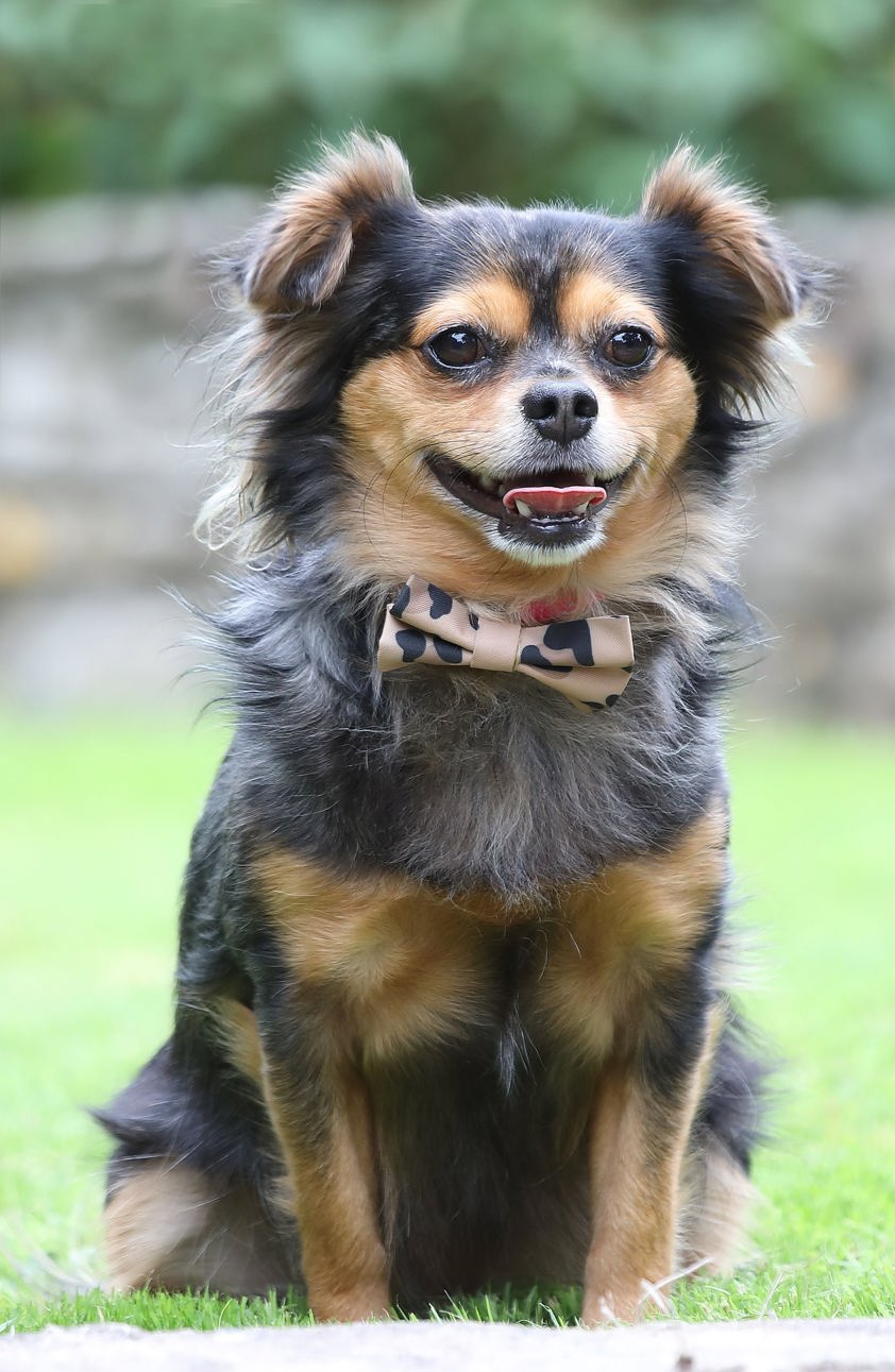 Leopard Print Digby & Fox Bow Tie