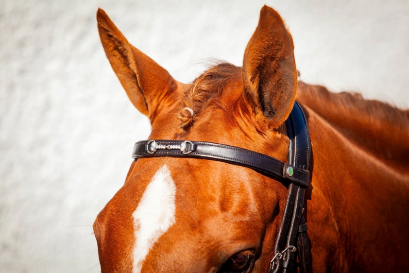 Black Eco Rider Snaffle Browband