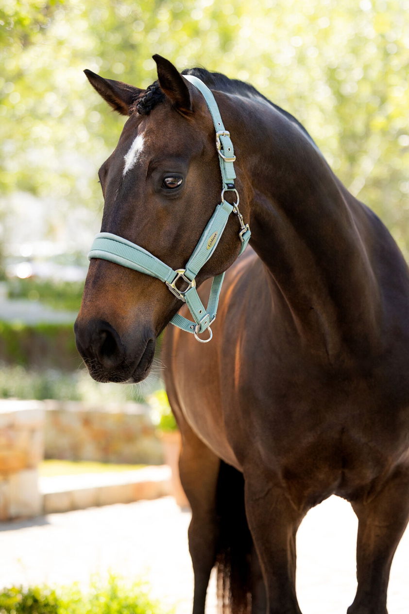 Aqua LeMieux Versailles Headcollar