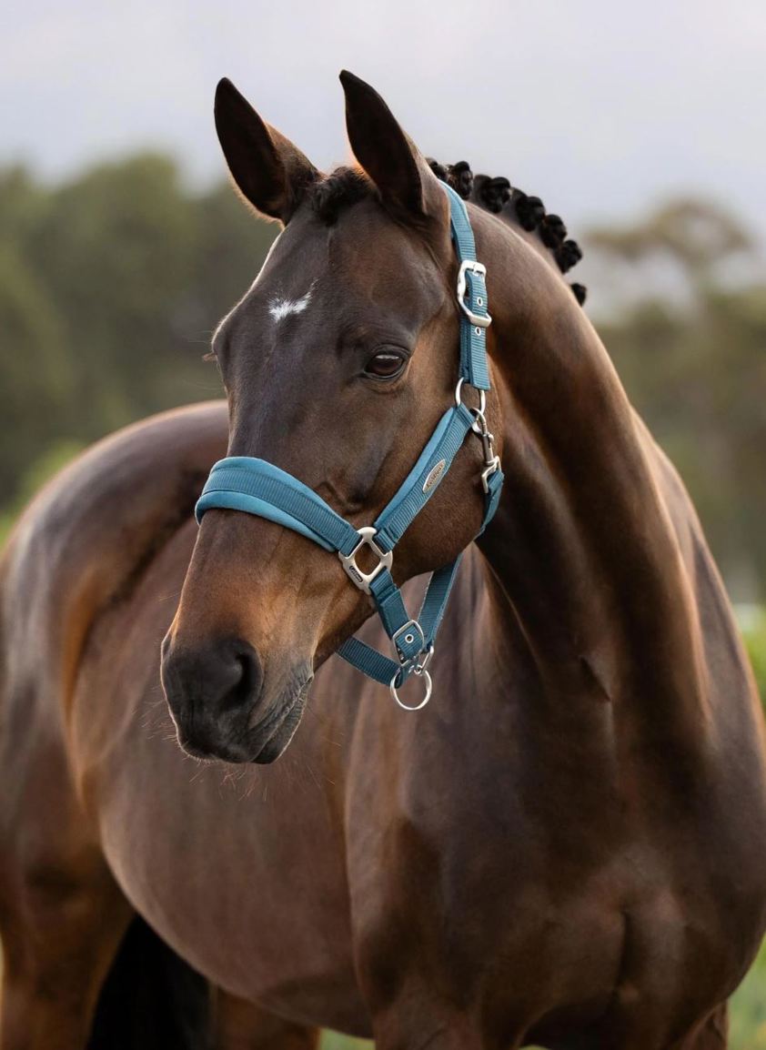 Jungle LeMieux Versailles Headcollar