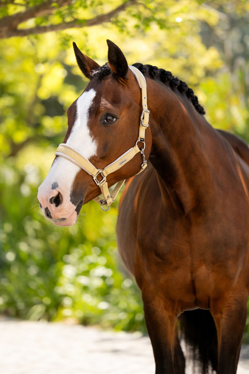 Mimosa LeMieux Versailles Headcollar