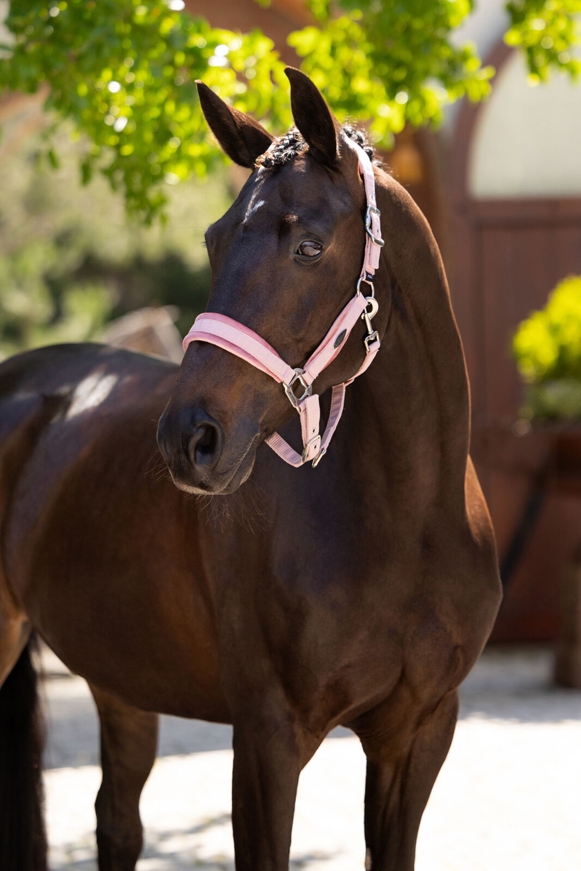 Blossom LeMieux Versailles Headcollar