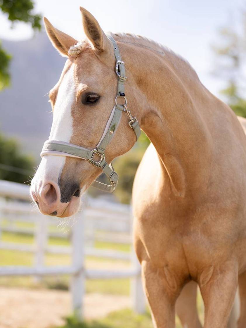 Fern LeMieux Versailles Headcollar