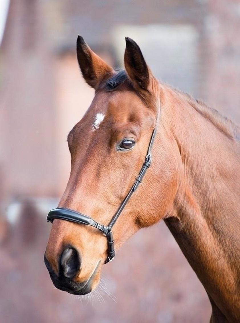 Black Aviemore Drop Noseband