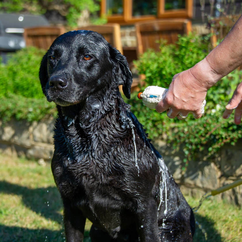 See Change Dog Shampoo Bar