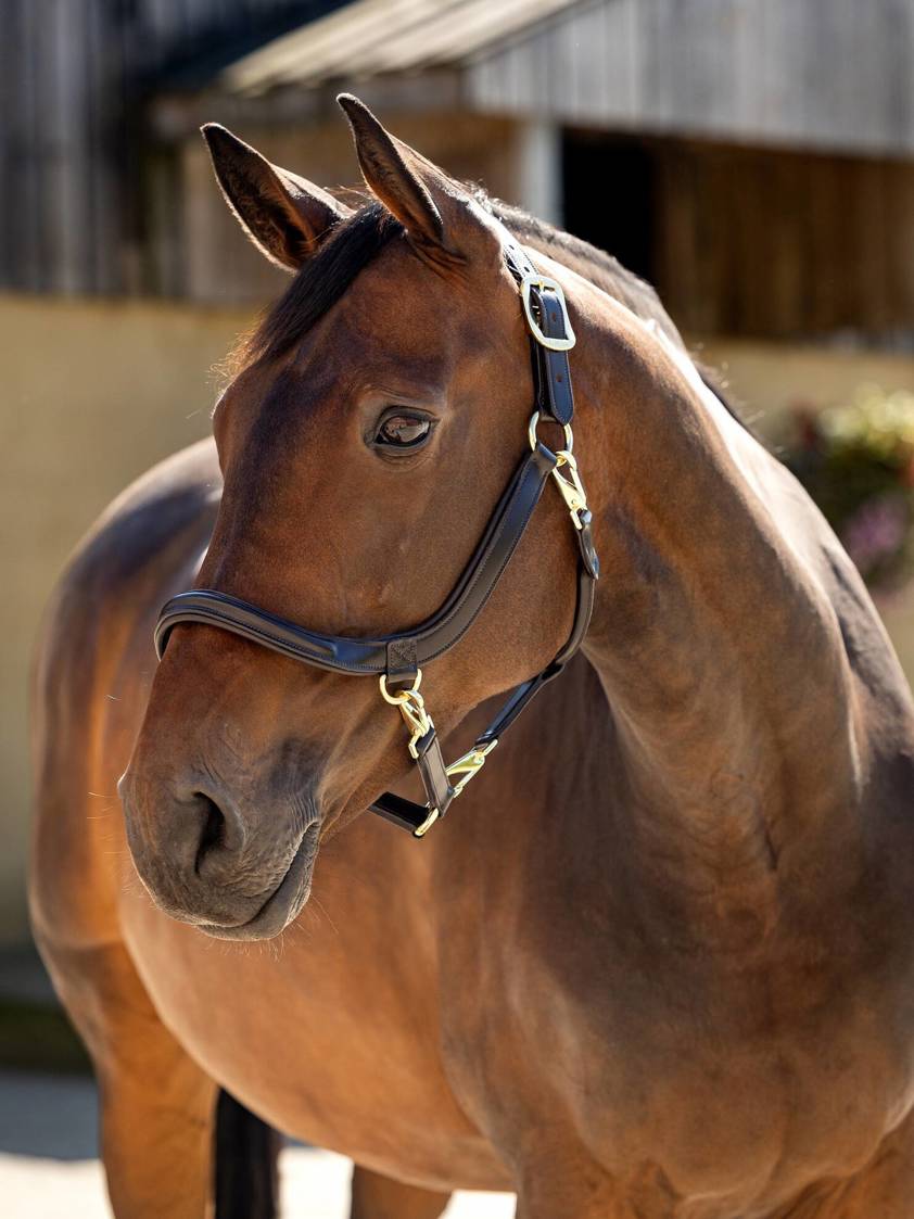 Brown Leather Grooming Headcollar