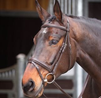 Havana Velociti GARA Comfort Fit Bridle