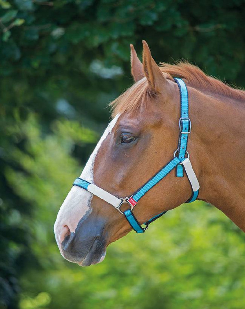 Blue/Black BW Break Free Headcollar