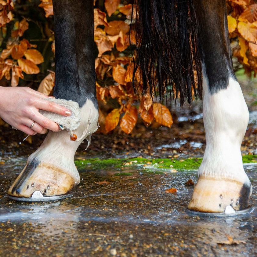 See Change Horse Shampoo Bar