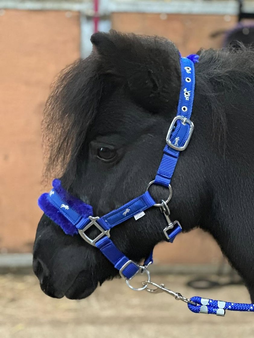 Royal Blue Horse Print Headcollar with Lead Rope