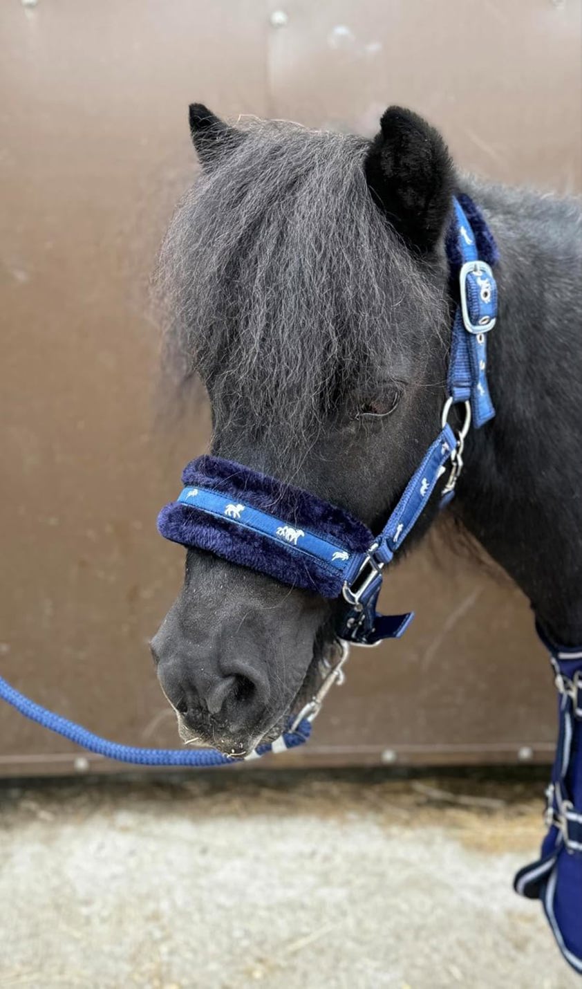 Navy Horse Print Headcollar with Lead Rope