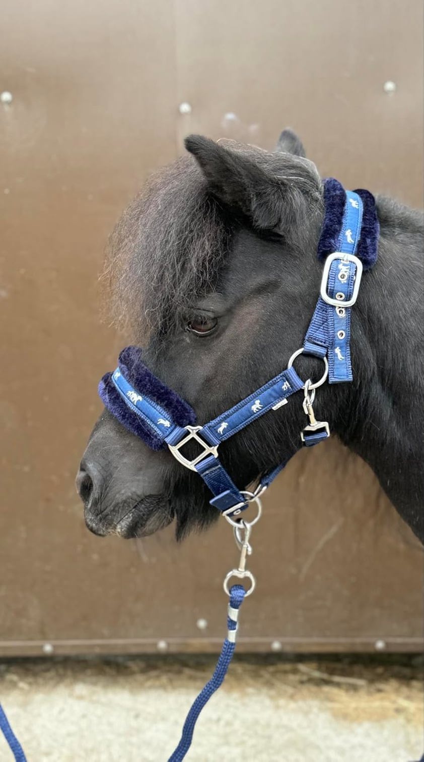 Navy Horse Print Headcollar with Lead Rope